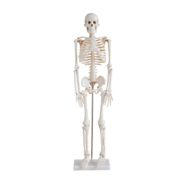 Lebensgroßes Skelett 85CM groß